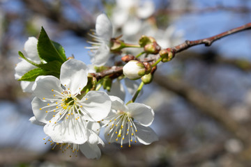 a branch with white flowers and young green leaves of a blossoming cherry tree in spring in the garden