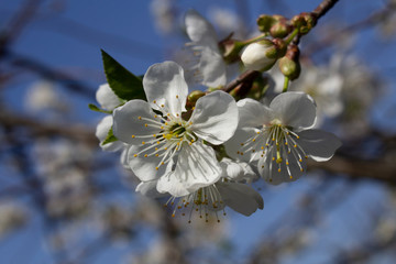 a branch with white flowers and young green leaves of a blossoming cherry tree in spring in the garden