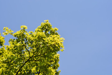 Japanese Maple