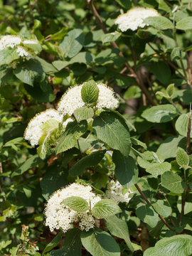 Viorne lantane (Viburnum lantana), arbuste de sous-bois clair et cultiv&eacute; comme plante ornemental aux magnifiques corymbes de fleurs blanc-cr&egrave;me sur des tiges flexibles