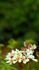 summer greetings with Palash flowers