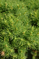 White spruce Alberta Globe