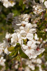 A branch with white flowers and young leaves of a blossoming cherry tree in spring in the garden.