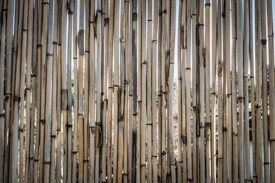 Textural background of bamboo wood. Fence, fencing in a rural house made of bamboo. It’s sunny. Georgia.	
