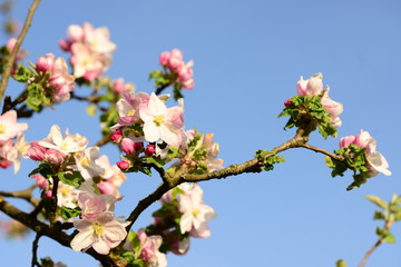 Kirsch- und Apfelblüte mit Biene
