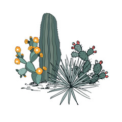 Decorative composition composed of groups of cacti, prickly pear, and yucca. Vector illustration isolated on white background.