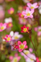 Saxifrage