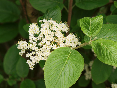 (Viburnum lantana) Viorne lantane ou viorne mancienne aux tiges souples garnies de fleurs blanc-cr&egrave;me en corymbes et aux feuilles oppos&eacute;es, ovales, dent&eacute;es vert brillant  