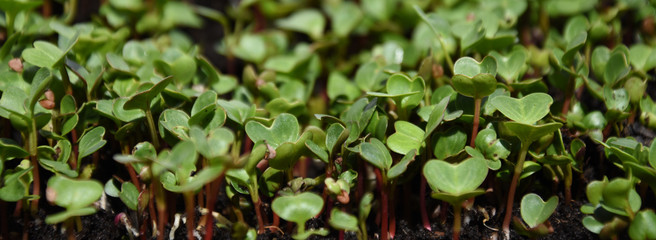 Starting microgreens radishes in pots center focused picture