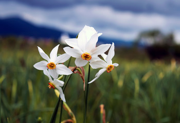 White wild narcissus with yellow center on mountains background