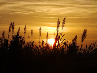 Obraz premium lever de soleil dans les joncs en Camargue