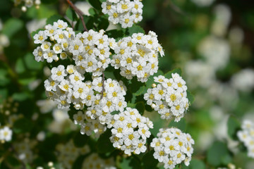 Van Houttes spiraea