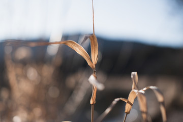 dry grass in the wind