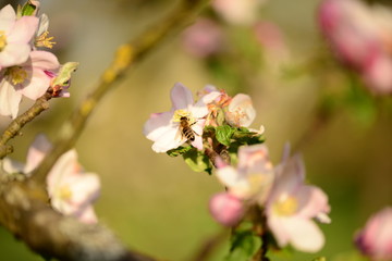 Obraz premium Kirsch- und Apfelblüte mit Biene