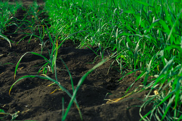 Green grass and black earth