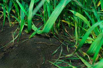 Green grass and black earth