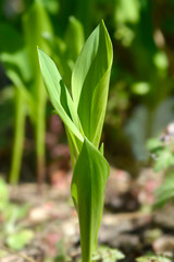 Lily of the valley