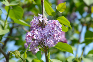Pink lilac