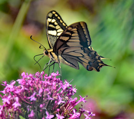 Fototapeta premium papillon - butterfly