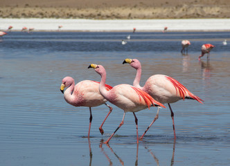 Three flamencos on the lake