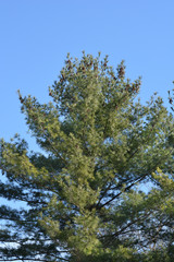 Eastern white pine