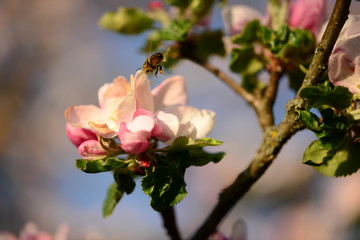 Kirsch- und Apfelblüte mit Biene
