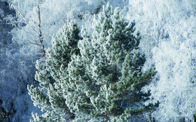 Winter snow forest background Landscape and cold nature snowy trees reflex