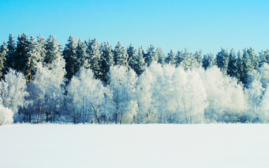 Winter snow forest background Landscapes and cold nature snowy trees reflex