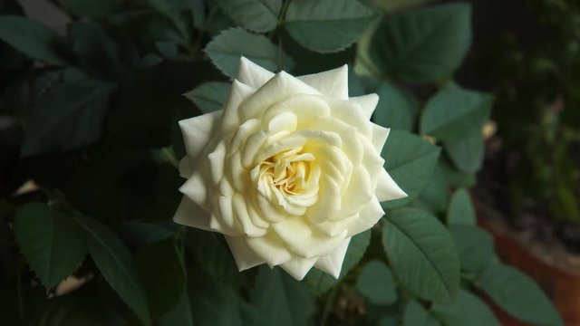 Blooming dwarf rose with a white flower in close-up. The royal beauty of a house plants floral texture.