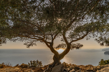 coucher de soleil sur la mer à travers un arbre