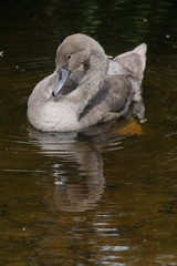 Swan duckling