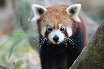 Poster panda roux © Bernard