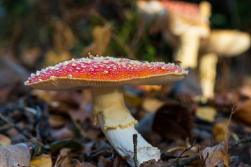 Red poisonous mushroom in the forest