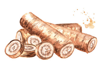 Burdock roots. Hand drawn watercolor illustration, isolated on white background
