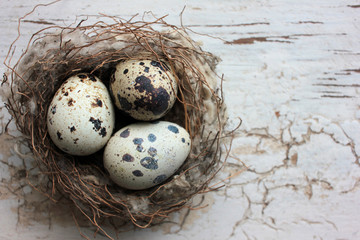 Obraz premium Real nest with quail eggs on old cracked white wooden background. Top view, copy space