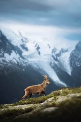 Papier peint photo autocollant rond Mont Blanc Chèvre sauvage dans les alpes