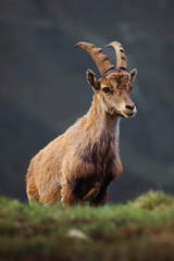 Wild goat in the alps