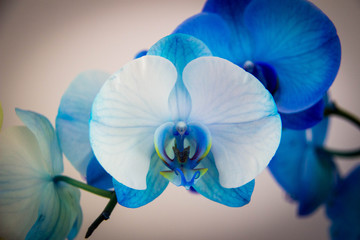 Fototapeta na wymiar Orchidée bleue