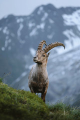Wild goat in the alps