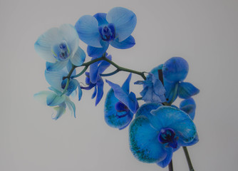 Fototapeta na wymiar Orchidée bleue