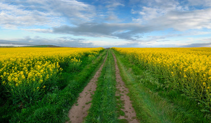 Rapeseed field with pathway, Blooming canola flowers panorama. Rape on the field in summer at...