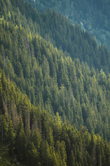 Fototapeta na wymiar Forest in Chamonix