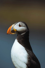 Atlantic Puffin close up