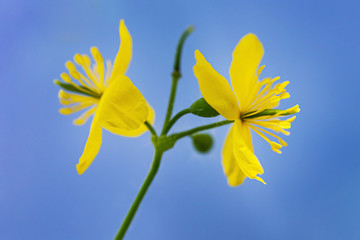 Celandine flowers