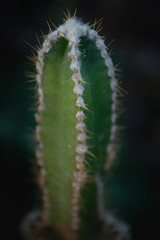 pequeño cactus verde en el jardín
