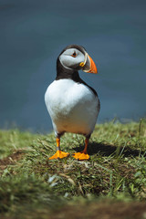 Atlantic Puffin close up