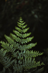 Fern leaf close up