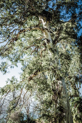 Abstract background of trees, branches, bark, leaves. Textural background from vegetation, fauna. Botanical Garden. Georgia.