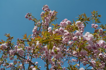 Kwitnąca wiśnia japońska na tle błękitnego nieba