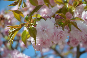 Kwitnąca wiśnia japońska na tle błękitnego nieba